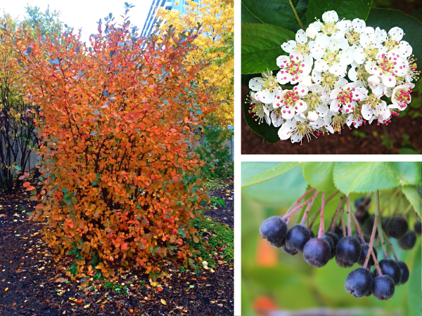 Black Chokeberry form, flowers, and fruit(LEFT and BOTTOM-RIGHT: © 2016 Brenna Anstett / LEAF, TOP-RIGHT: © 2015 Erin MacDonald / LEAF)