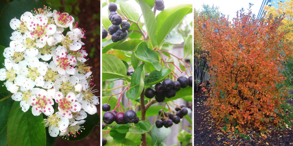 Black Chokeberry: flowers, berry and autumn colours(LEFT: © 2015  Erin MacDonald / LEAF, MIDDLE: © 2015 Brenna Anstett / LEAF, RIGHT: © 2016 Brenna Anstett / LEAF)