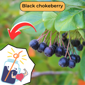 Image of black chokeberry fruit and illustration of a jar of juice(© 2016 Brenna Anstett/LEAF)