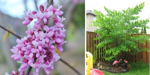 Eastern redbud flower and form(©2015 Brenna Anstett / LEAF; 2016 Brenna Anstett / LEAF)