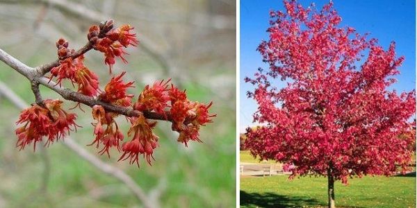 Red maple flower and form