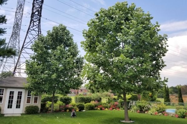 Two trees growing with adequate space(©2019 Brenna Anstett / LEAF)