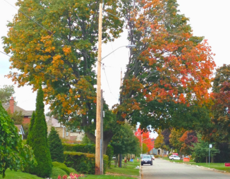© 2018 LEAF A mature maple tree with a large hole pruned through the middle of the canopy to accommodate an elevated utility line. © 2018 LEAF
