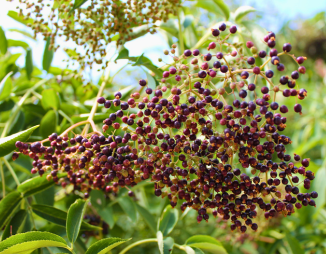© 2016 Brenna Anstett / LEAF common elderberry fruit