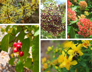 Collage of common witchhazel, common elderberry, common ninebark, spicebush and St. John’s wort