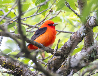 Scarlet Tanager bird perched in a tree