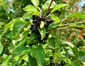 © 2025 LEAF via Canva.com Common Buckthorn (with berries)