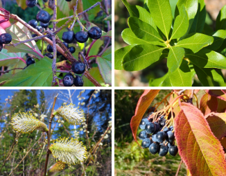 Collage showing arrowwood, bayberry, nannyberry and pussy willow