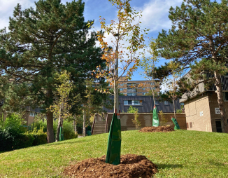 © 2022 Lam Tran / LEAF Newly planted trees at a TCHC community.