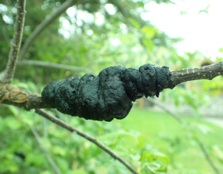 © 2025 LEAF black knot