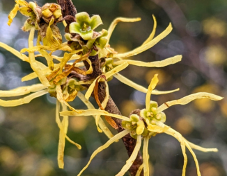 yellow flowers of common witchhazel