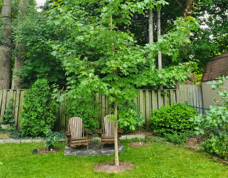 sugar maple planted through the Backyard Tree Planting Program