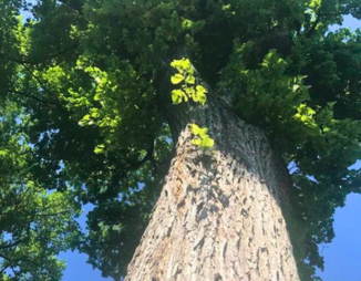 Threatened mature Elms like this one make up almost 50% in Winnipeg’s public canopy.  