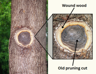 Wound wood forming around an old pruning cut on a green ash (Fraxinus pennsylvanica) tree