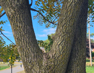 © 2026 / LEAF mature tree with co-dominant branches