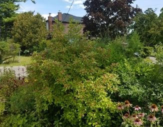 © 2019 Adriana Rezai-Stevens / LEAF Diversity of trees, shrubs and perennials along a street