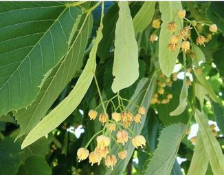 © 2016 Brenna Anstett / LEAF Basswood flowers