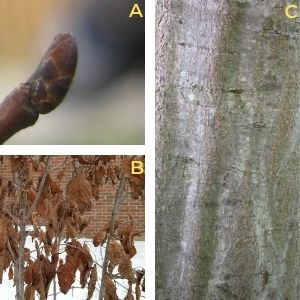 Collage of blue beech features