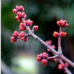 red maple leaf buds(© 2013 Gwendolyn Stansbury)