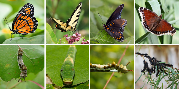 Native butterflies and caterpillars: viceroy, tiger swallowtail, red-spotted purple, and mourning cloak (© 2022 LEAF)