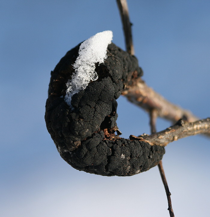 Branch affected by black knot(©2008 Seabrooke Leckie )