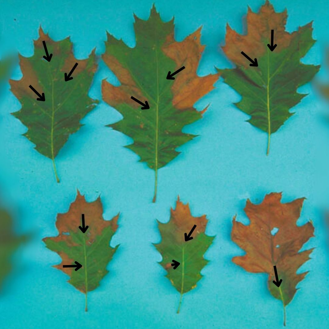 Discolouration of oak leaves