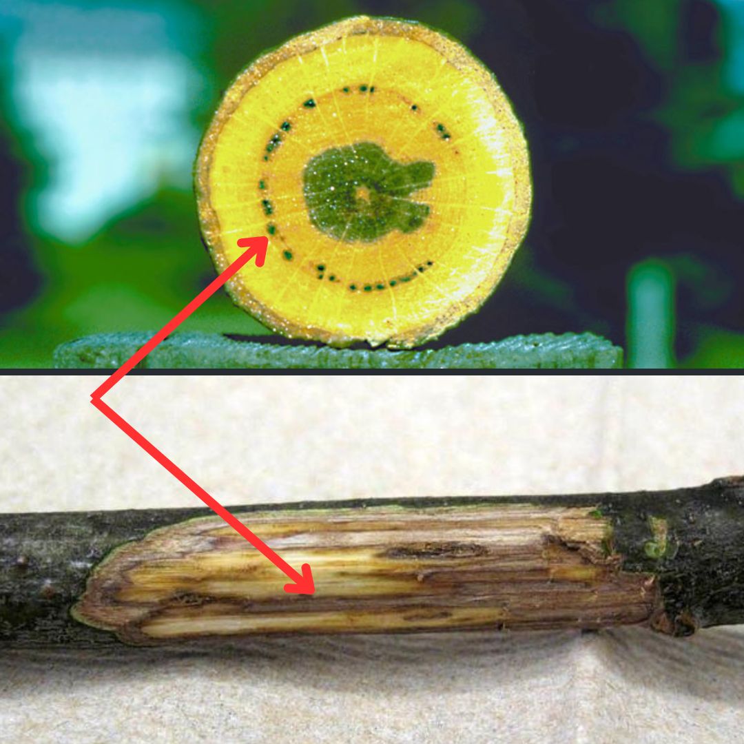 Top: Cross-section of oak branch shows yellow discolouration of oak wilt. Bottom: scraped branch that shows oak wilt