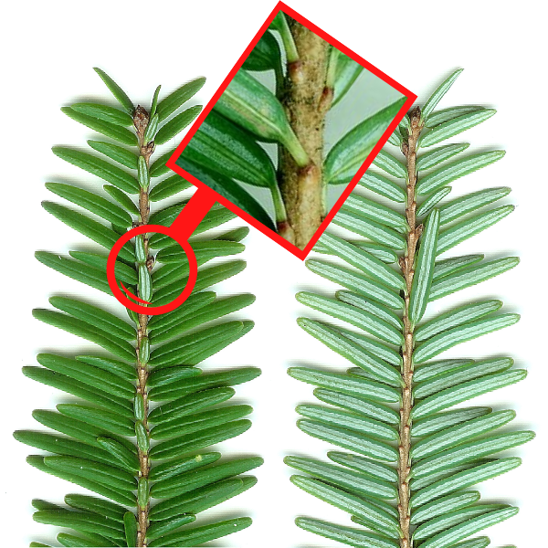 Hemlock twigs and needles(Twig picture: © 2006 Gmihail/CC, Magnified view: © 2008 Sdetwiller/CC)