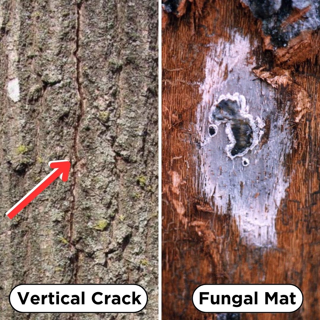Left - vertical cracks in bark. Right - fungal mat beneath bark