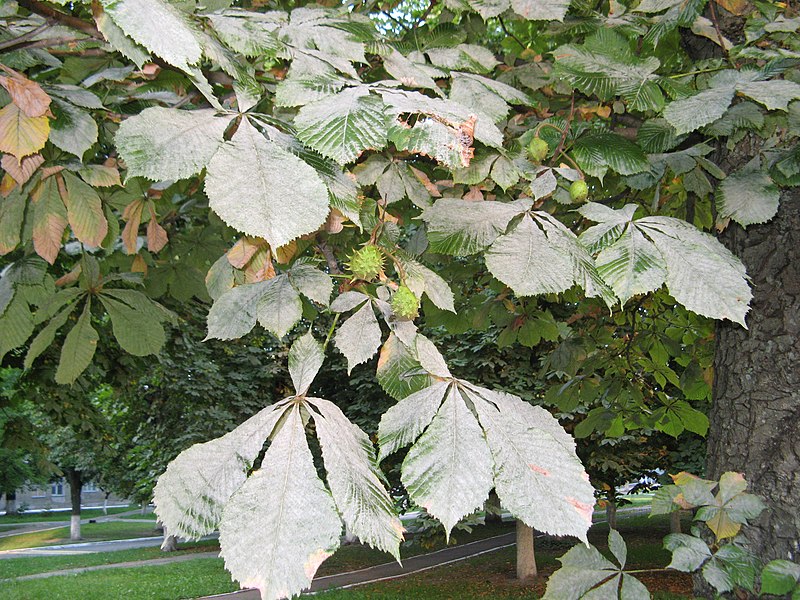 powdery mildew on the leaves of a horsechestnut tree(“Chestnut powdery mildew” by Drazhnikova is licensed under a CC BY-SA 4.0 license)