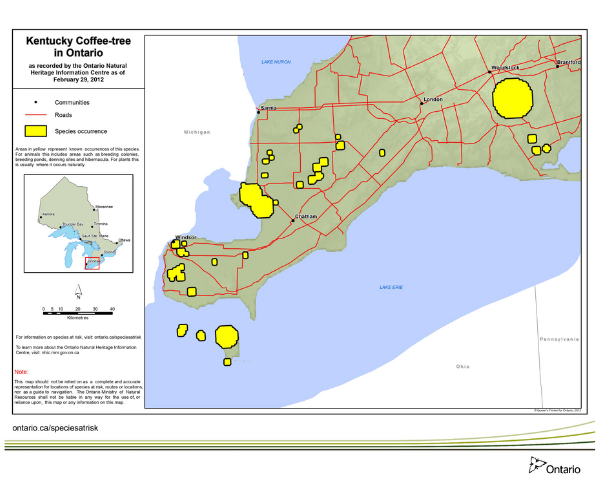 Ontario Government Kentucky Coffeetree distribution map(© Queen’s Printer for Ontario, 2014)