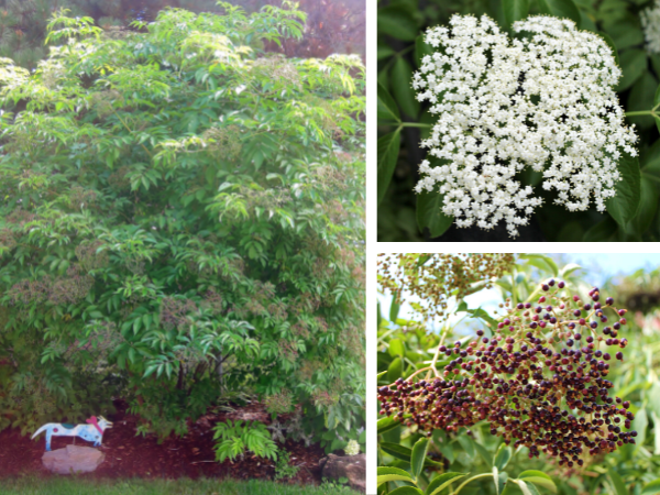 Common Elderberry form, flowers, and drupes(© 2014/2016 Brenna Anstett / LEAF)