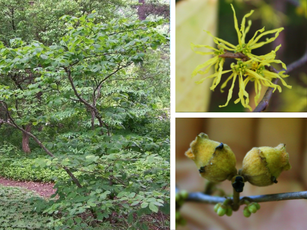 Common Witchhazel form, flowers, and seed capsules(LEFT: © 2007 Bruce J. Marlin / Red Planet Inc., TOP-RIGHT and BOTTOM-RIGHT: © 2016 Brenna Anstett / LEAF)