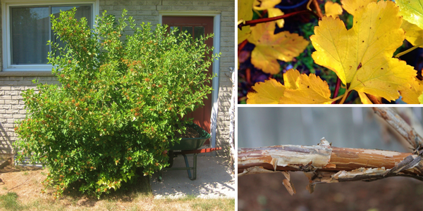 Common Ninebark: form, autumn leaf colour and exfoliating bark(© 2016 Brenna Anstett / LEAF)