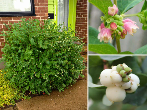 Common Snowberry form, flowers, and fruit(© 2023 LEAF)