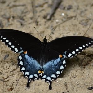 spicebush swallowtail(© Dianne Frost)