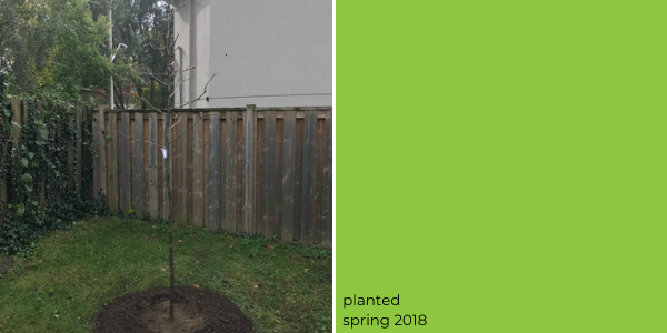honey locust tree planted in 2018(© 2018 Emily Peden)