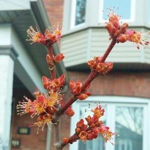 red maple flowers(© 2016 Melissa Williams / LEAF)