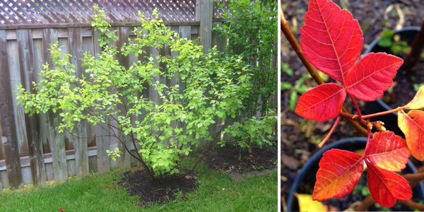 Fragrant Sumac form and autumn leaf colour(© 2015/2016 Brenna Anstett / LEAF)