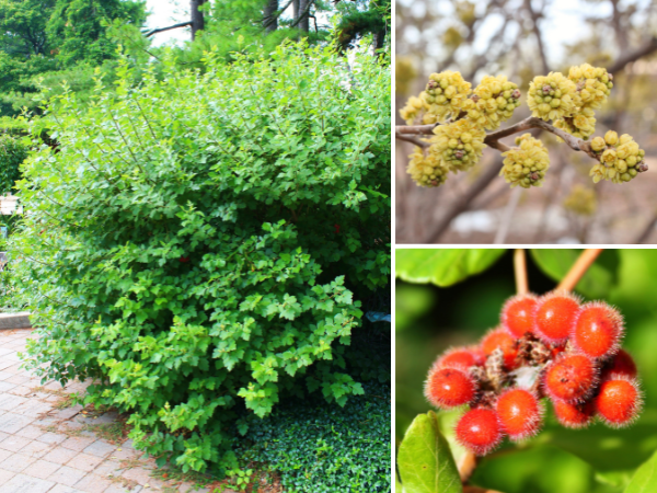 Fragrant Sumac form, flowers and fruit(© 2023 LEAF)