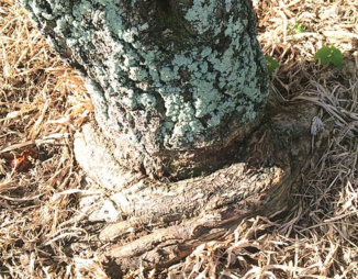 © 2014 Scot Nelson Tree showing signs of a decline in health because of girdling roots.