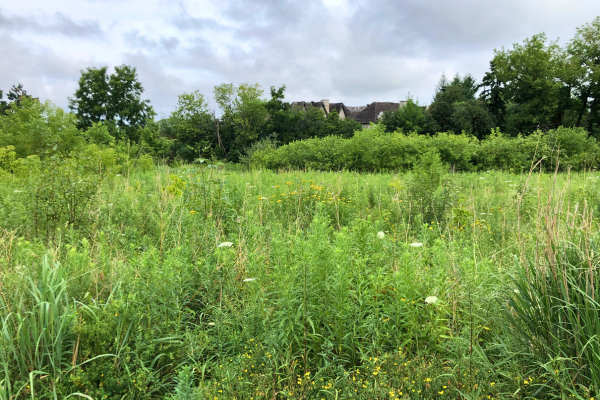 ‘Before shot’ of Lake Wilcox Park site.