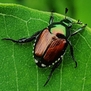 Adult Japanese beetle with metallic green and copper colours and white tufts along its sides.