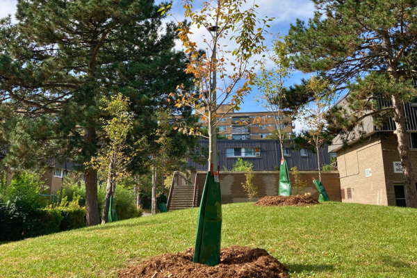 Newly planted trees at a TCHC community