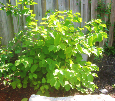 American hazelnut shrub