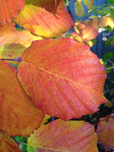 American hazelnut fall colour
