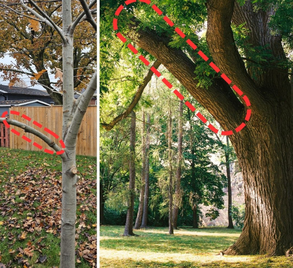 Red dotted lines mark branches for pruning on a young tree (left) and a mature tree (right).