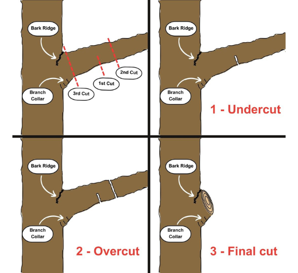 Illustration of the 3 Cut Method for pruning large branches, showing proper cut placement to prevent tearing and promote healing