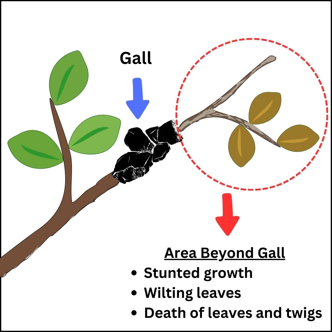 Black knot damage diagram