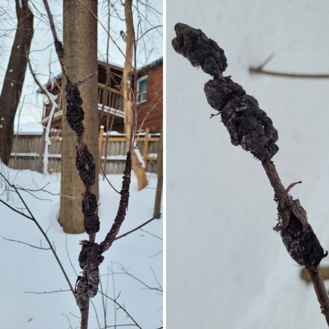 Black knot galls on a chokecherry. Hardened black galls look like burnt marshmallow on a stick.